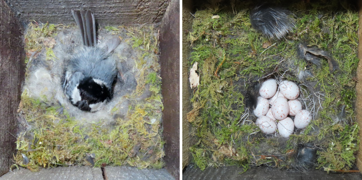 Выведение птенцов в искусственных гнездовьях. Фото заповедника "Хакасский"