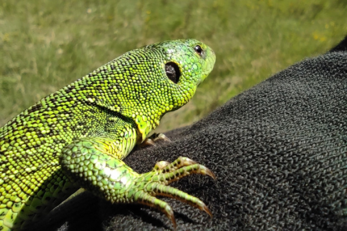 Автор фото: Максим Червяков 