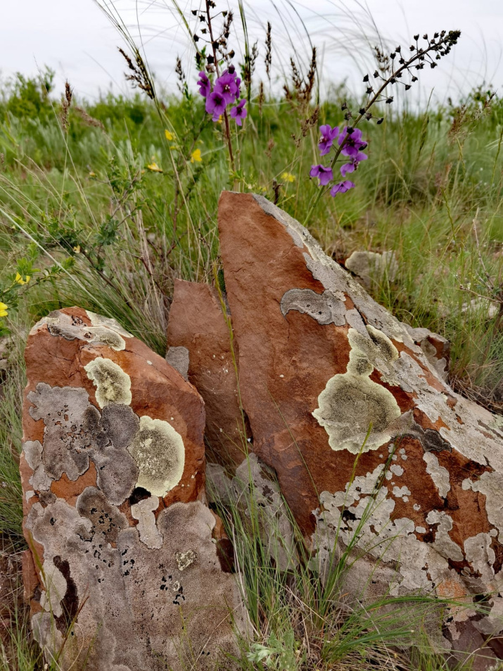 На территории заповедника в Провальской степи произрастает 51 вид эндемичных растений. Фото: Александр Чибилёв