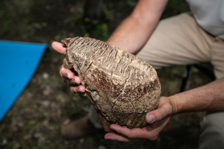 Зуб мамонта с Новосибирских островов. Фото: Сергей Медведев Зуб мамонта с Новосибирских островов. Фото: Сергей Медведев