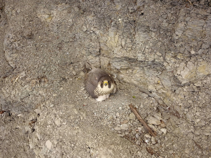 Сапсан на гнезде. Фото: Михаил Корепов.