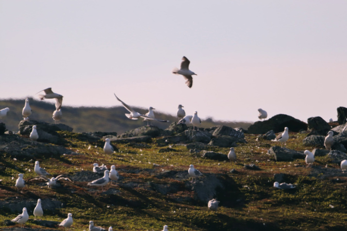 Скопление птиц в губе Зубовской. Фото: Алексей Яшкин