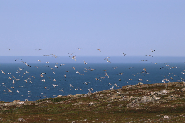 Скопление птиц в губе Зубовской. Фото: Алексей Яшкин