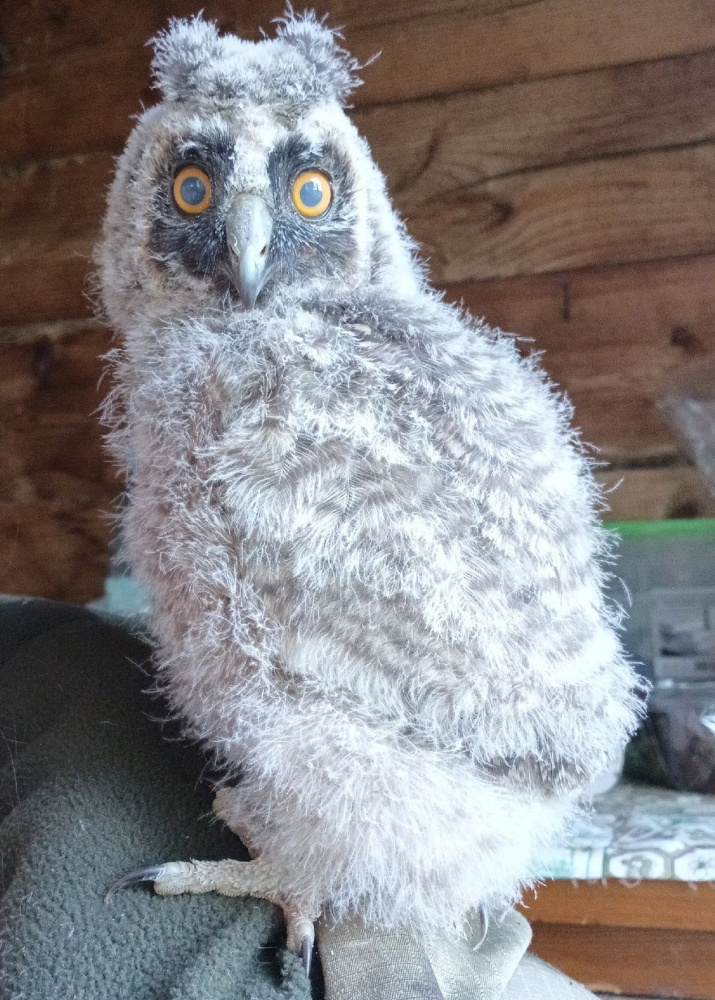 В центре содержатся спасённые животные со всего Красноярского края. Фото: центр охраны дикой природы "Инстинкт"
