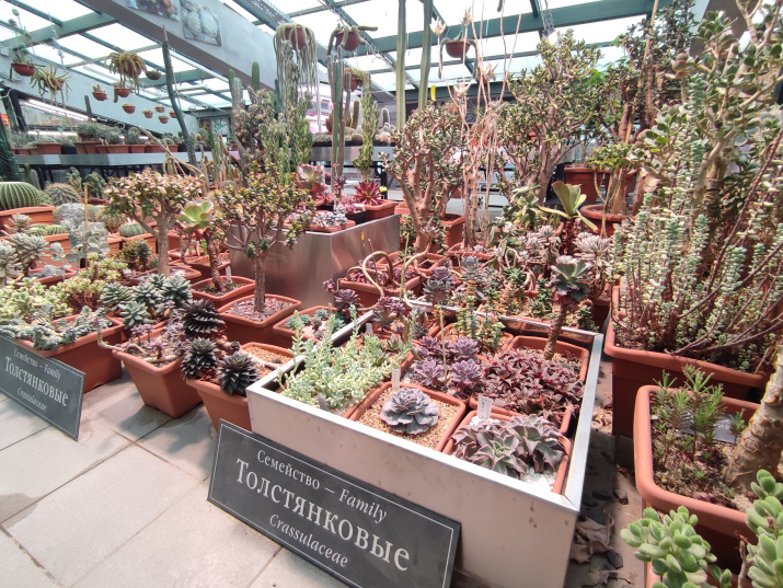 Богатство Суккулентной оранжереи; фото: Игорь Петров