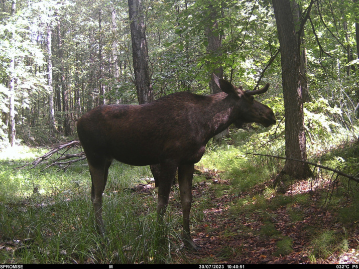 Автор: Предоставлено НП "Нижняя Кама"