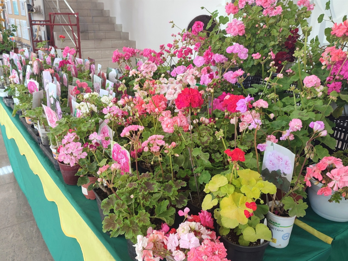 Красавицы пеларгонии; фото: Игорь Петров