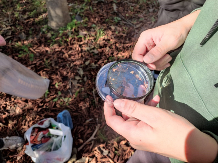 Отбор образцов минирующей моли. Фото: Василий Гаазов