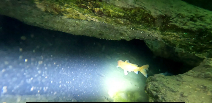 Потревоженные карпы ушли вглубь пещеры и скрылись. Фото: Рустам Сиразетдинов Потревоженные карпы ушли вглубь пещеры и скрылись. Фото: Рустам Сиразетдинов