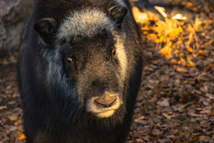 Алана в Красноярске. Фото: Олег Чипура