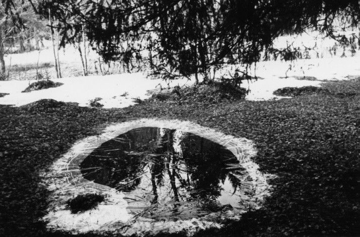 Лес. Фото: Пришвин Михаил