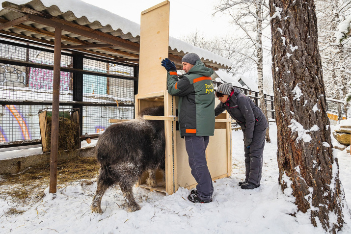 Процесс перевозки Аланы. Фото: Олег Чипура
