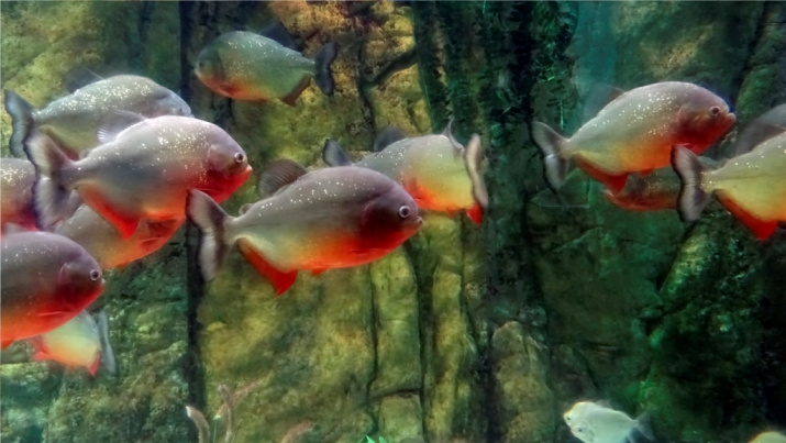 Фотоматериал Владимира Соколова (Фотонатуралист.Рф ).