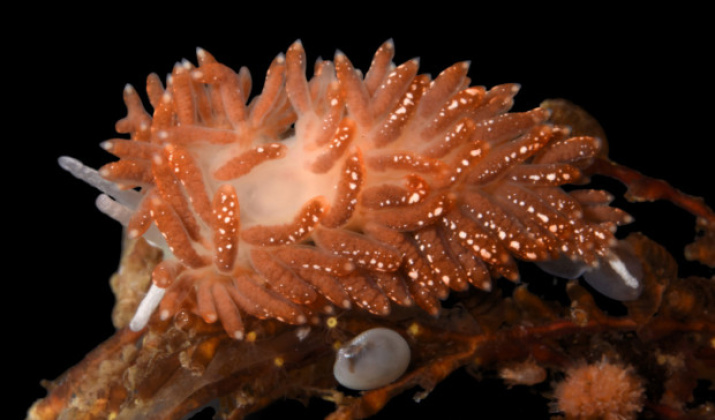 The nudibranch Diaphoreolis zvezda. Photo: Tatiana Korshunova and Alexander Martynov