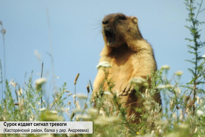 Сурок издает сигнал тревоги. Фото: Евгений Скляр