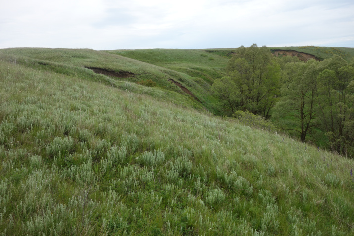 Фотоматериал Дмитрия Поликанина.