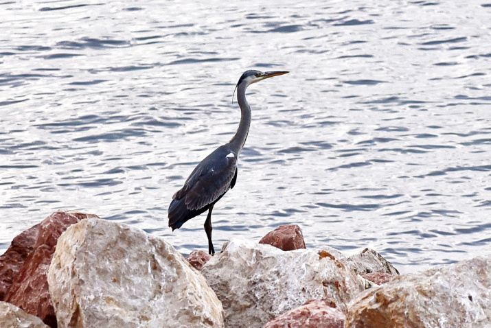 Серая цапля, фото: Ю.Югансон