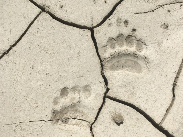 Следы бурого медведя. Фото: фоторегистратор