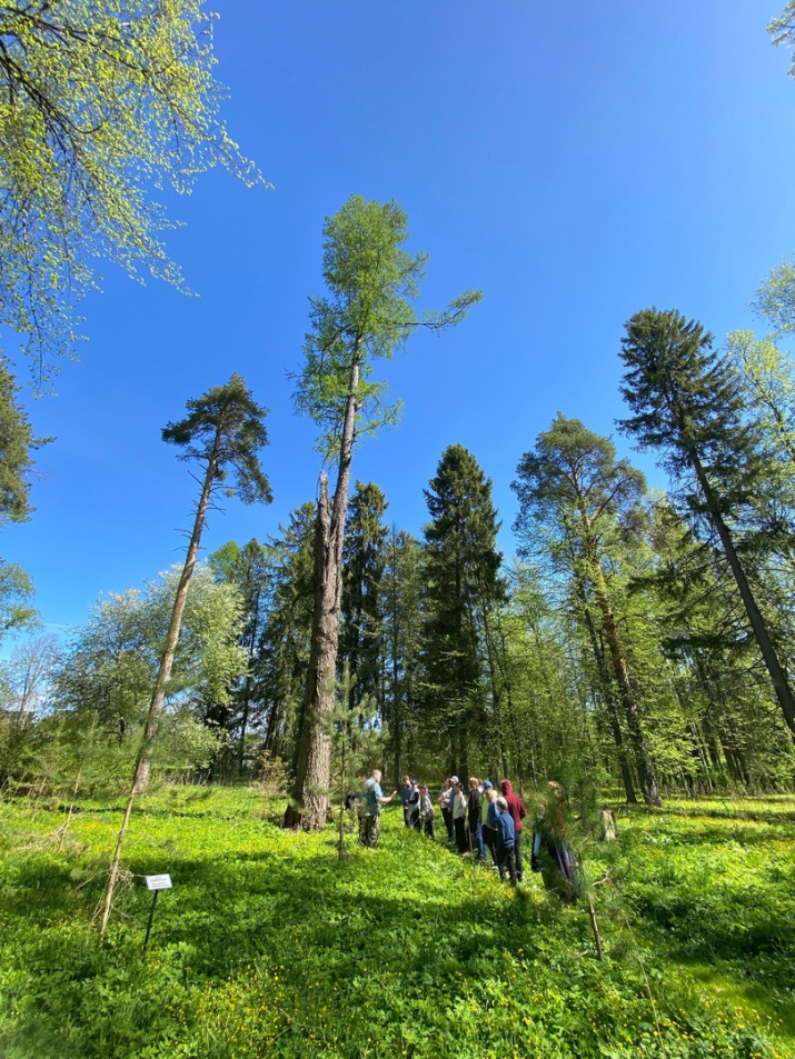 Деревья, пережившие эпохи. Фото: https://vk.com/kurkino_estate?w=wall-53015128_4026%2Fall