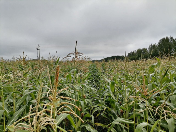 Кукурузные «джунгли». Фото предоставлено Станиславом Коноваловым