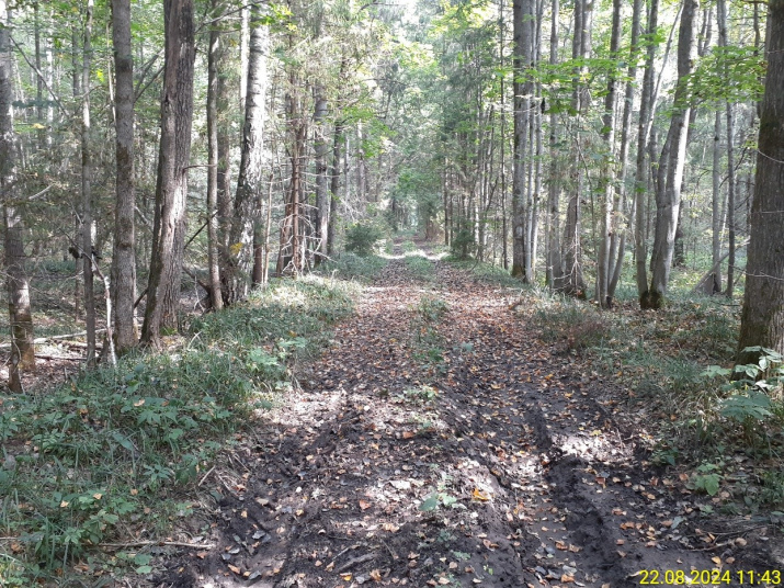 Дорога уходит вдаль