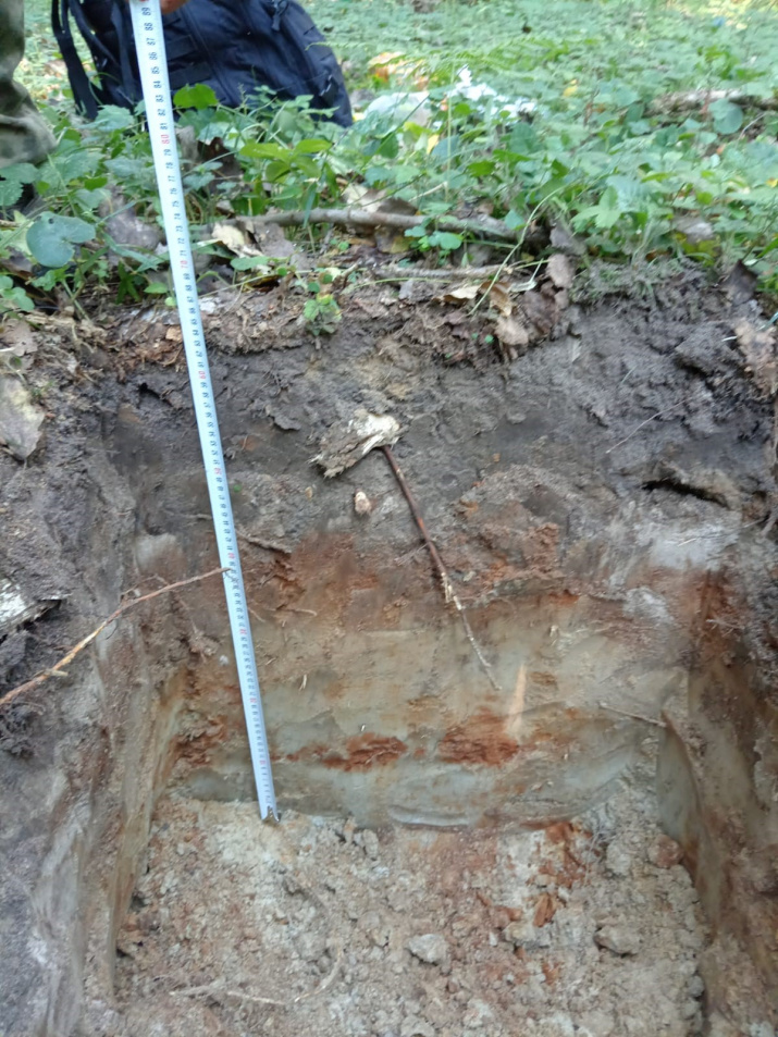 Почва (дерново-подзолистая глееватая) плотная, суглинистая с явными признаками оглеения.