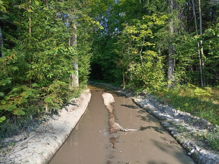 Дорога на пути от Чернятичей к урочищу Знебер (еще не бывшая узкоколейная)