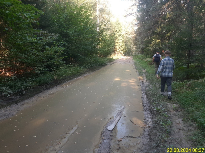 Дорога на пути от Чернятичей к урочищу Знебер. «Тротуар для пешеходов»