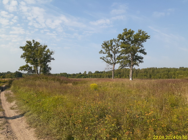 Урочище Знебер (бывший рабочий посёлок), вид на юг. Здесь, в южной части поселения в 30-е гг ХХ века был кирпичный завод