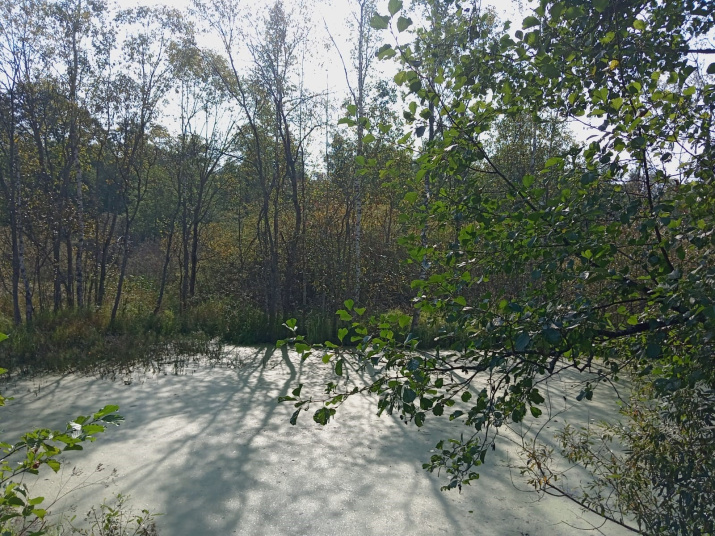 Бывший пруд на р. Знеберка