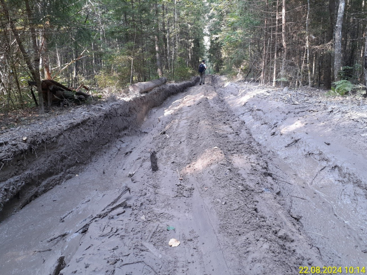 Бывшая узкоколейная дорога вблизи р. Знеберка.