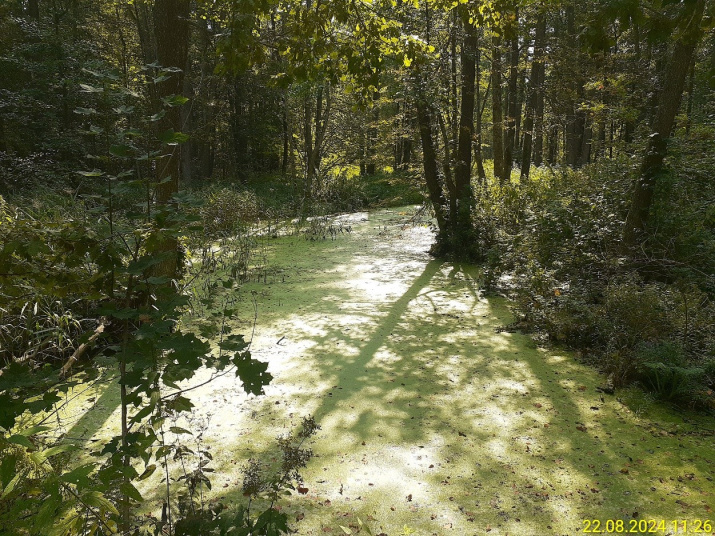 Верховья р. Ивоток (левый приток р. Ветьма). Почти болото.