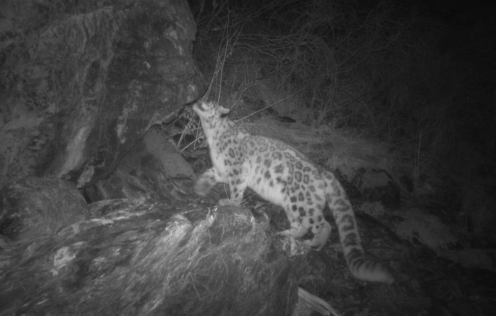 Самка снежного барса. Фото: фоторегистратор