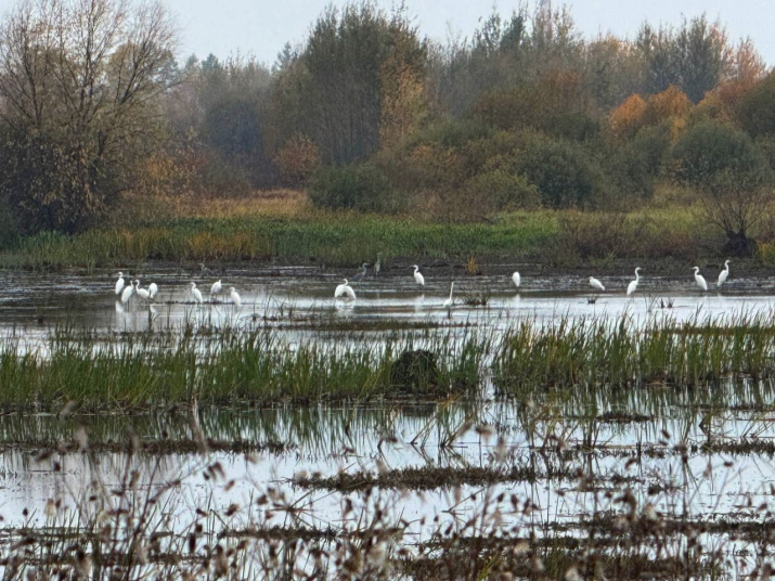 Фото: Григорий Пономарев
