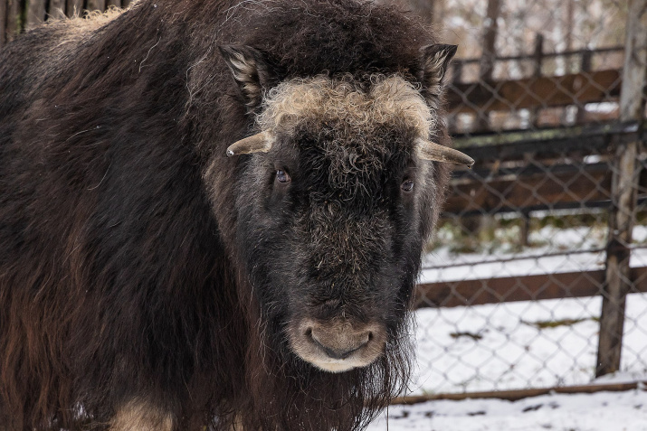 Алана подросла. Фото: Олег Чипура