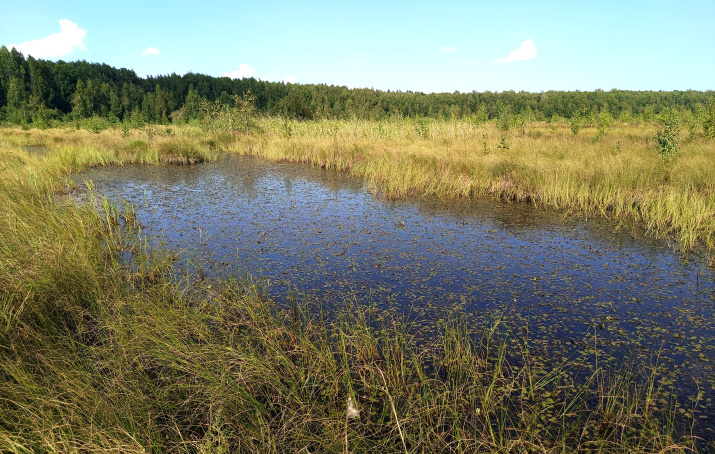 Общий вид болота. Фото Дмитрия Поликанина