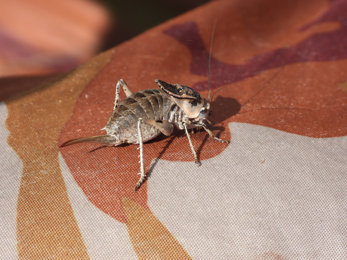 Севчук Сервиля. Фото Татьяны Иванкиной