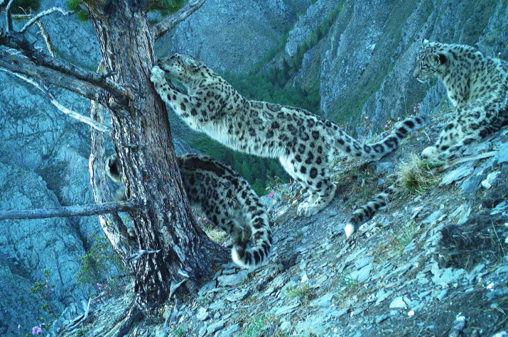 Снежные барсы Саяно-Шушенского заповедника