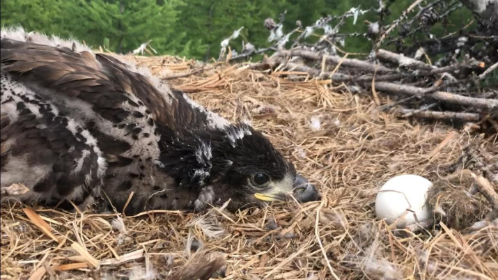 Птенец в гнезде орлана-белохвоста – вида, внесенного в Красные Книги РФ и ЯНАО. Фото: Сергей Рупасов