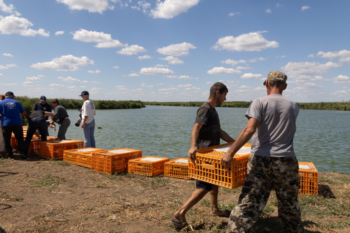 Процесс выпуска утки и гуся. Фото: Елена Чумак