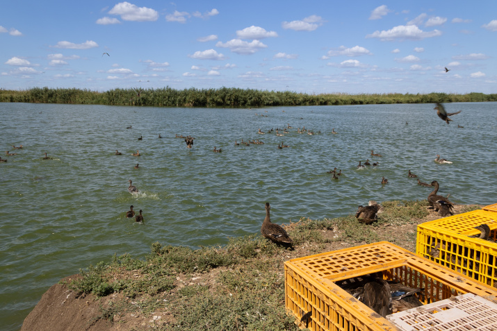 Выпуск птиц. Фото: Елена Чумак