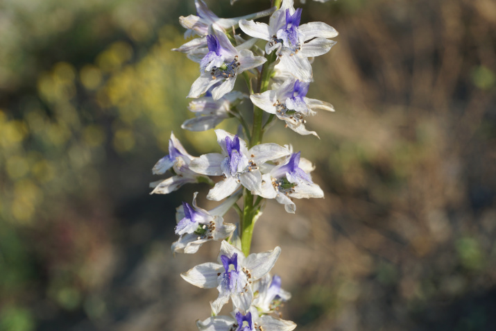 Одна из первых фотографий живокости самурской - недавно открытого вида. Фото Рамазана Муртазалиева