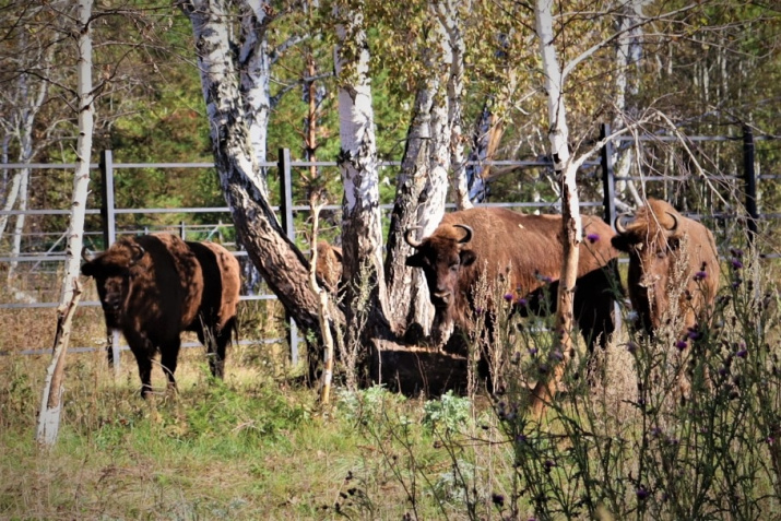 Зубры Мурадыма. Фото: Рустам Сиразетдинов