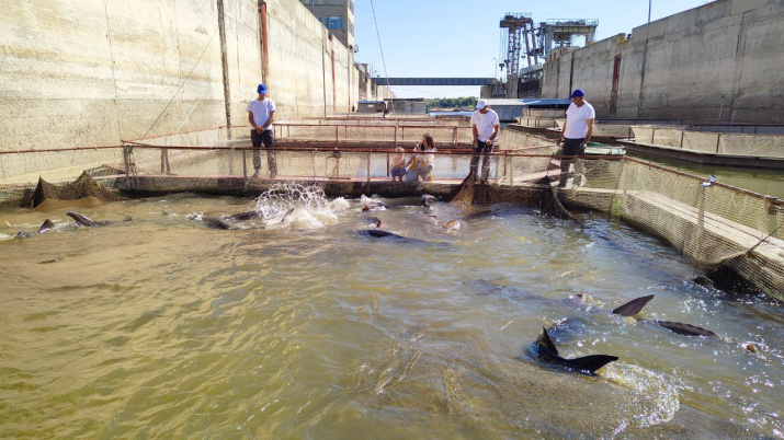 Фермы по разводу белуги. Фото Петра Бухарицина