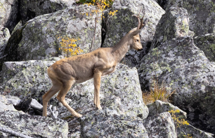 Житель гор. Фото: Александр Мокеров