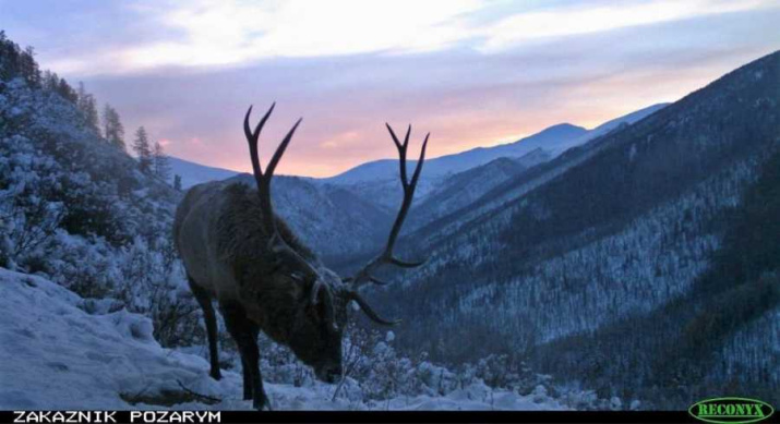 заказник «Позарым имени В.М. Зимина» заказник «Позарым имени В.М. Зимина»