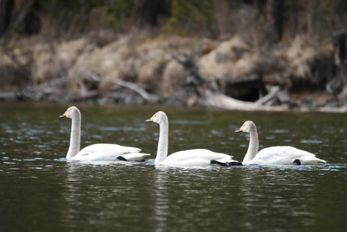 заказник «Позарым имени В.М. Зимина» заказник «Позарым имени В.М. Зимина»