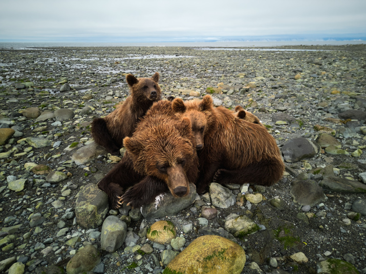 «Медвежьи нежности». Фото: Дмитрий Ханхаев