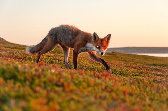«Хитрый лис». Фото: Лев Рудаков