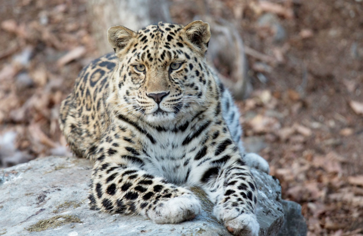Дальневосточный леопард. Фото: Геннадий Юсин